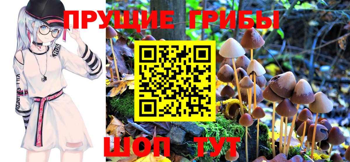 Псилоцибиновые грибы Psilocybine cubensis Советский